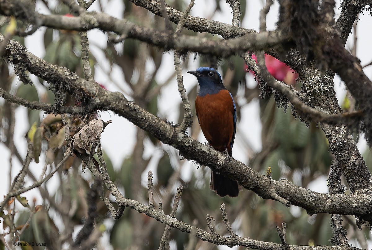 Chestnut-bellied Rock-Thrush - ML559861751