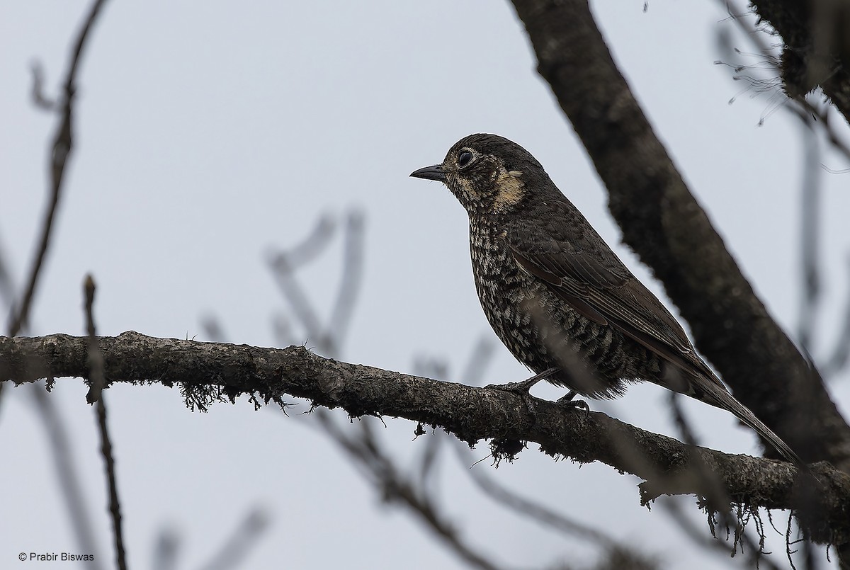 Chestnut-bellied Rock-Thrush - ML559861791