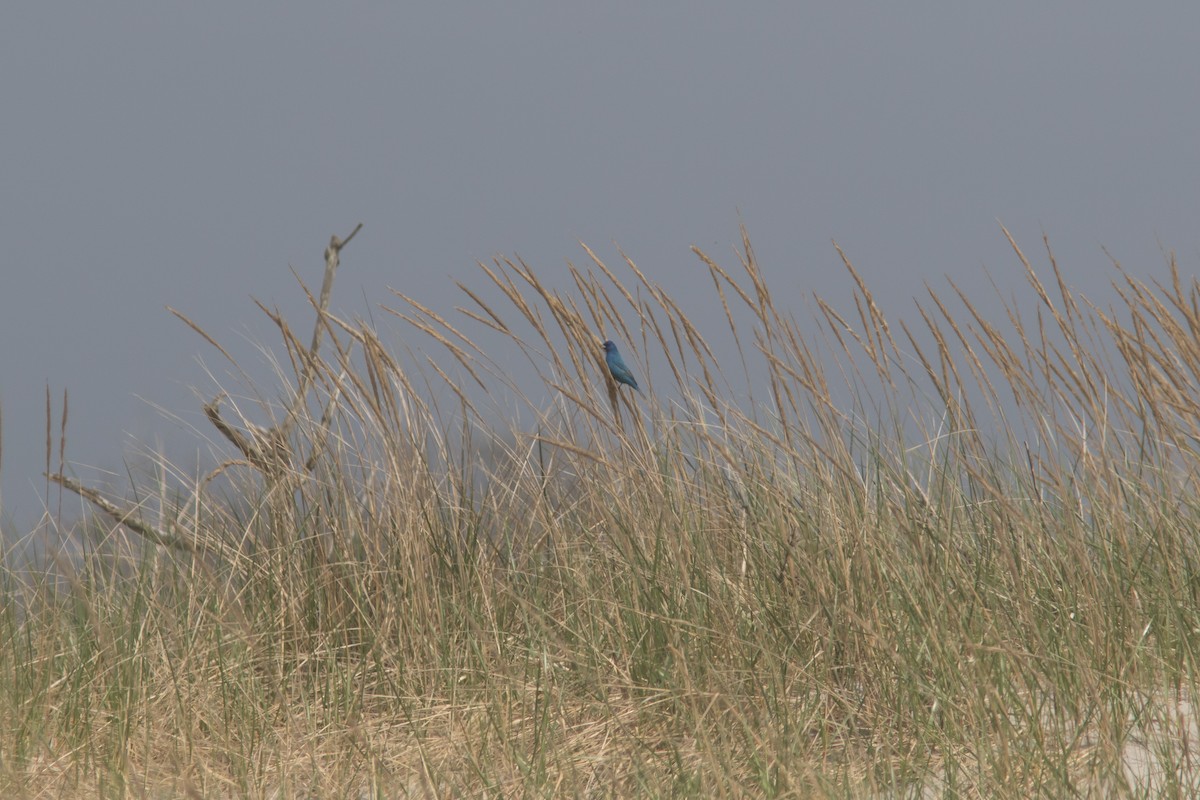 Indigo Bunting - Jesse Amesbury