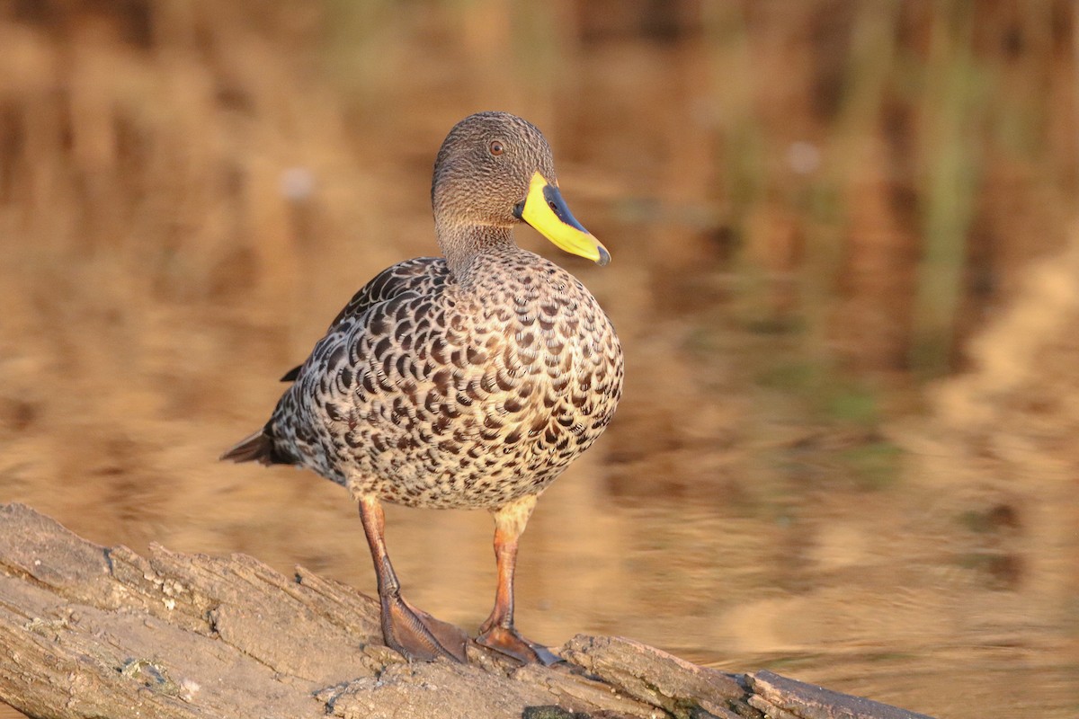 Yellow-billed Duck - ML559862701