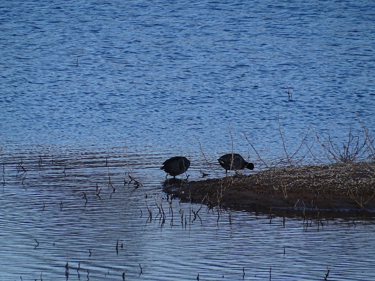 American Coot - ML559863681