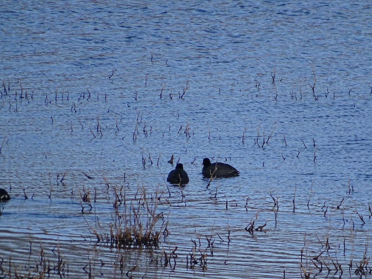 American Coot - Robert Solomon