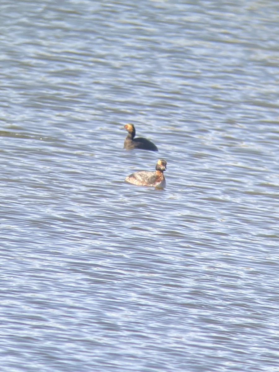 Horned Grebe - Fernando Diaz