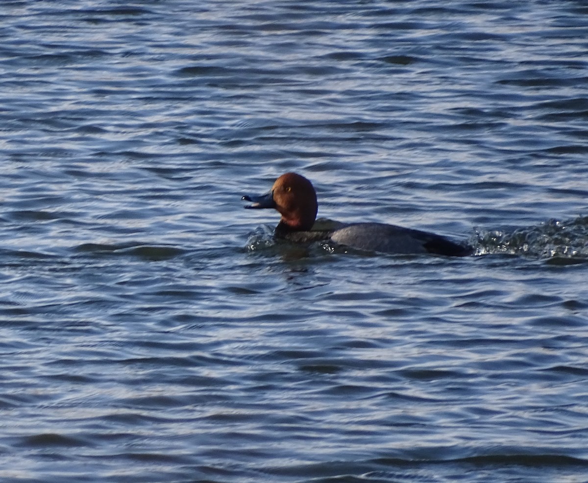 Redhead - ML559864451