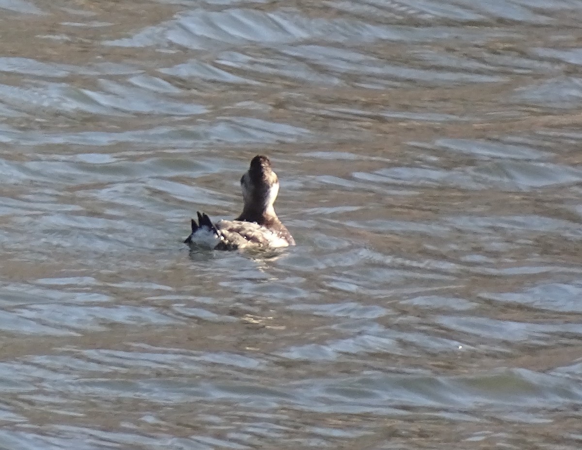 Ruddy Duck - ML559865181