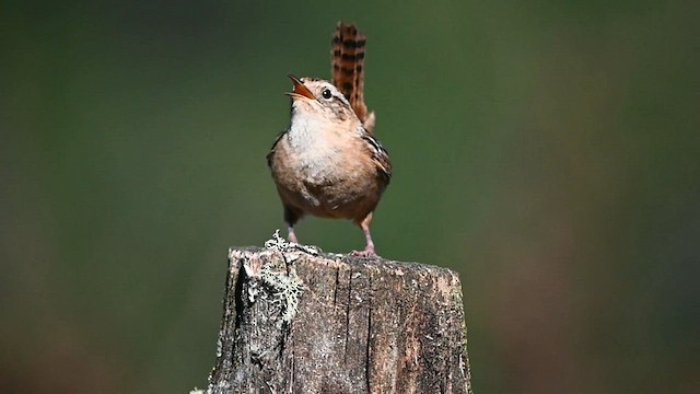 Grass Wren - ML559865361