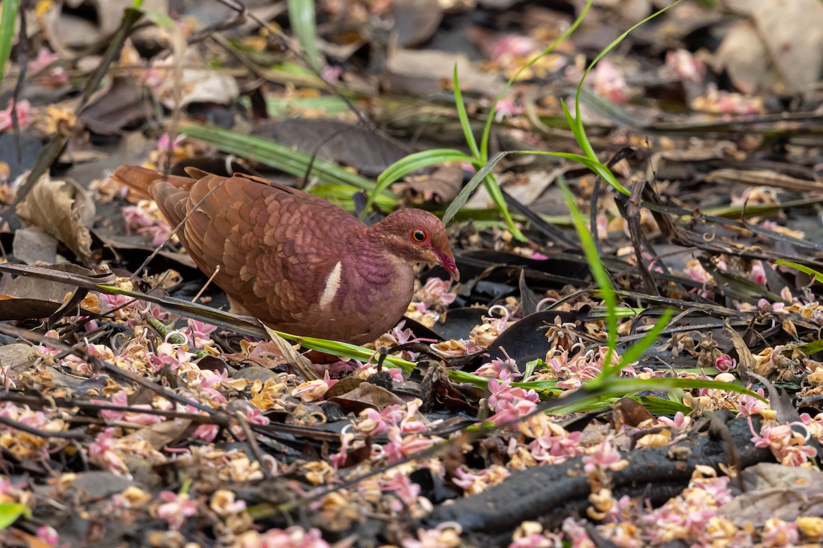 Ruddy Quail-Dove - ML559865371