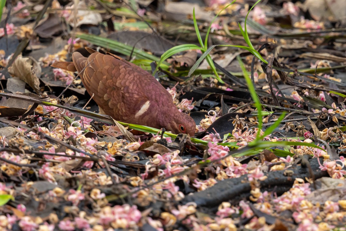 Ruddy Quail-Dove - ML559865381