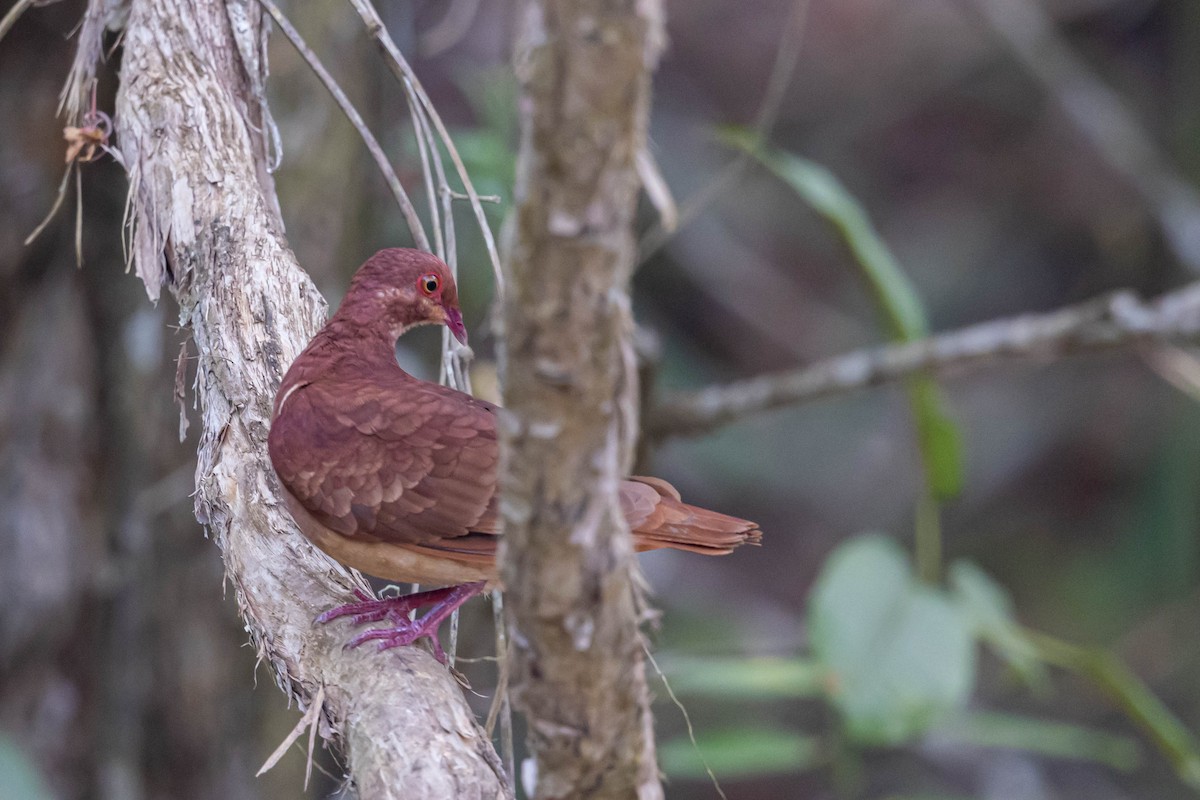 Ruddy Quail-Dove - ML559865391