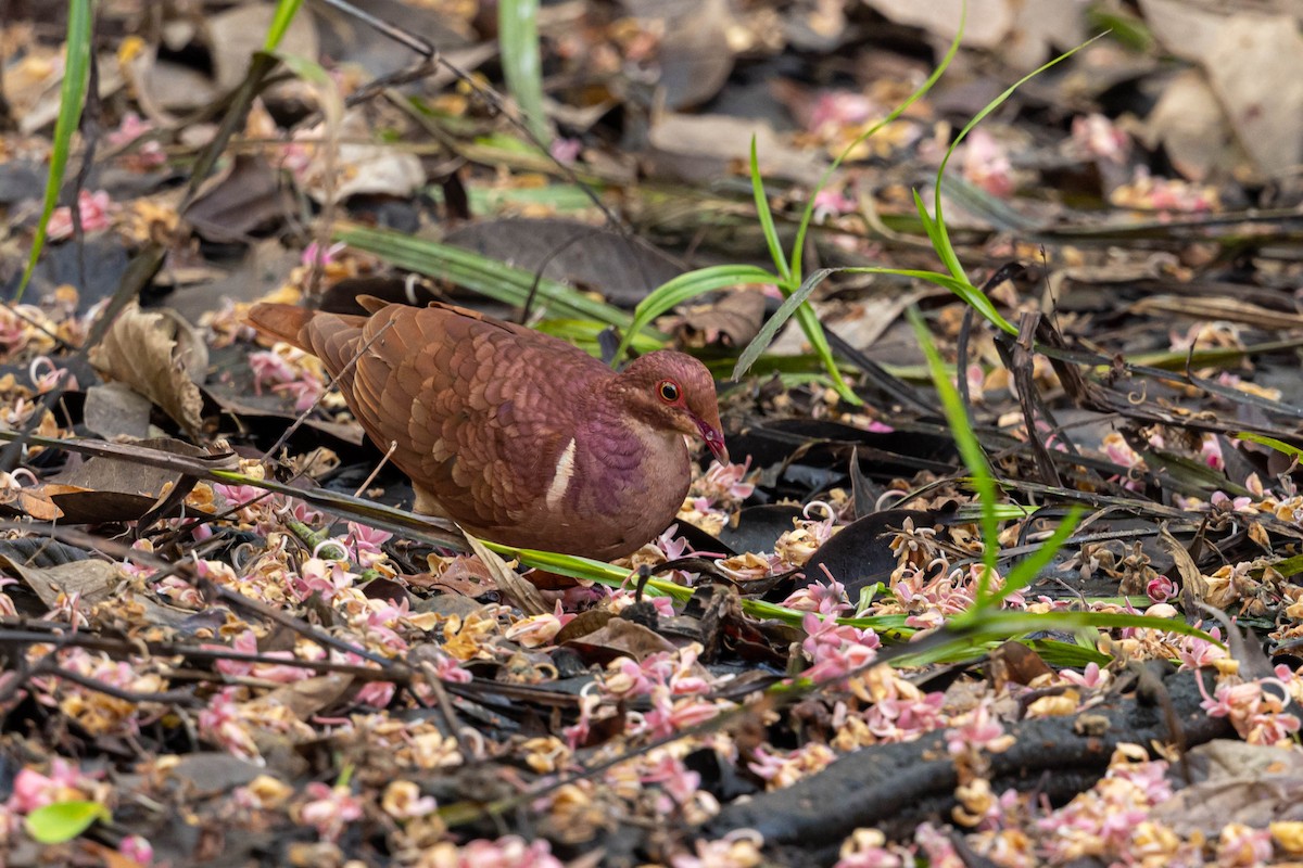 Ruddy Quail-Dove - ML559865411