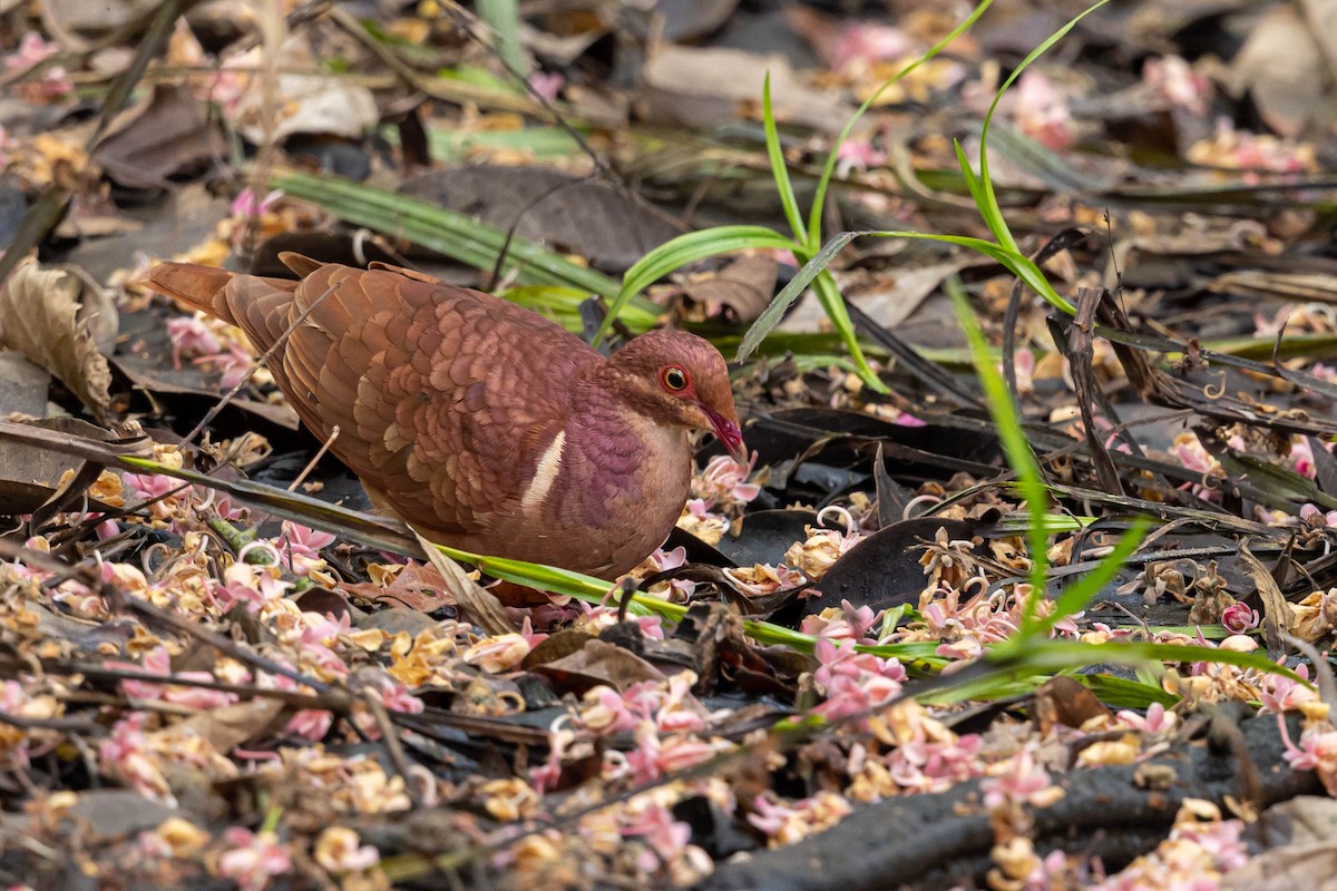 Ruddy Quail-Dove - ML559865421