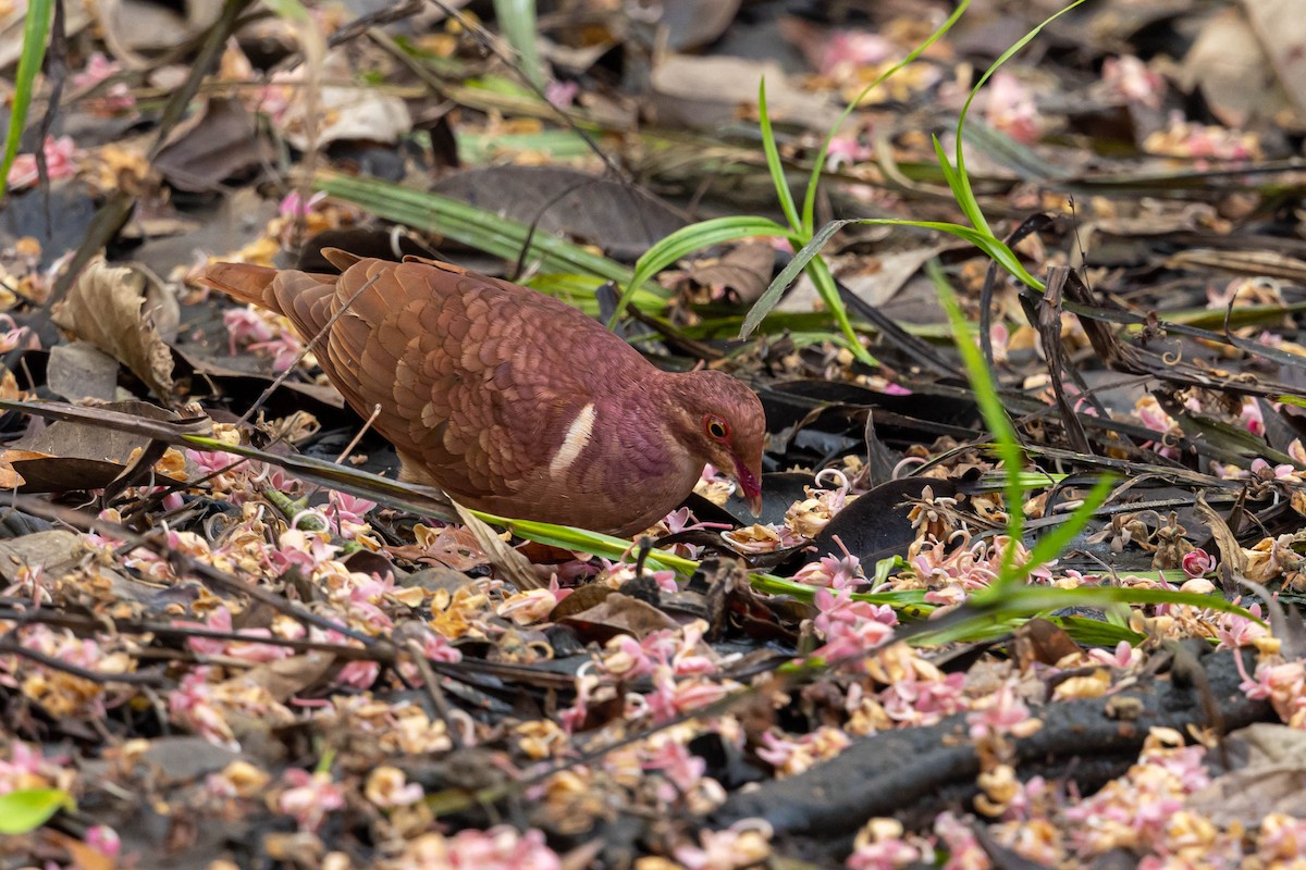 Ruddy Quail-Dove - ML559865431