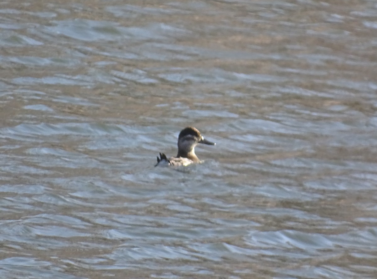 Ruddy Duck - Robert Solomon