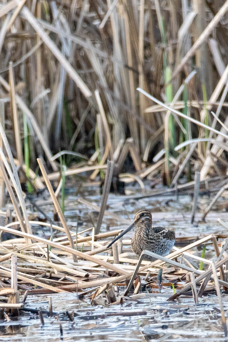 Wilson's Snipe - ML559865511