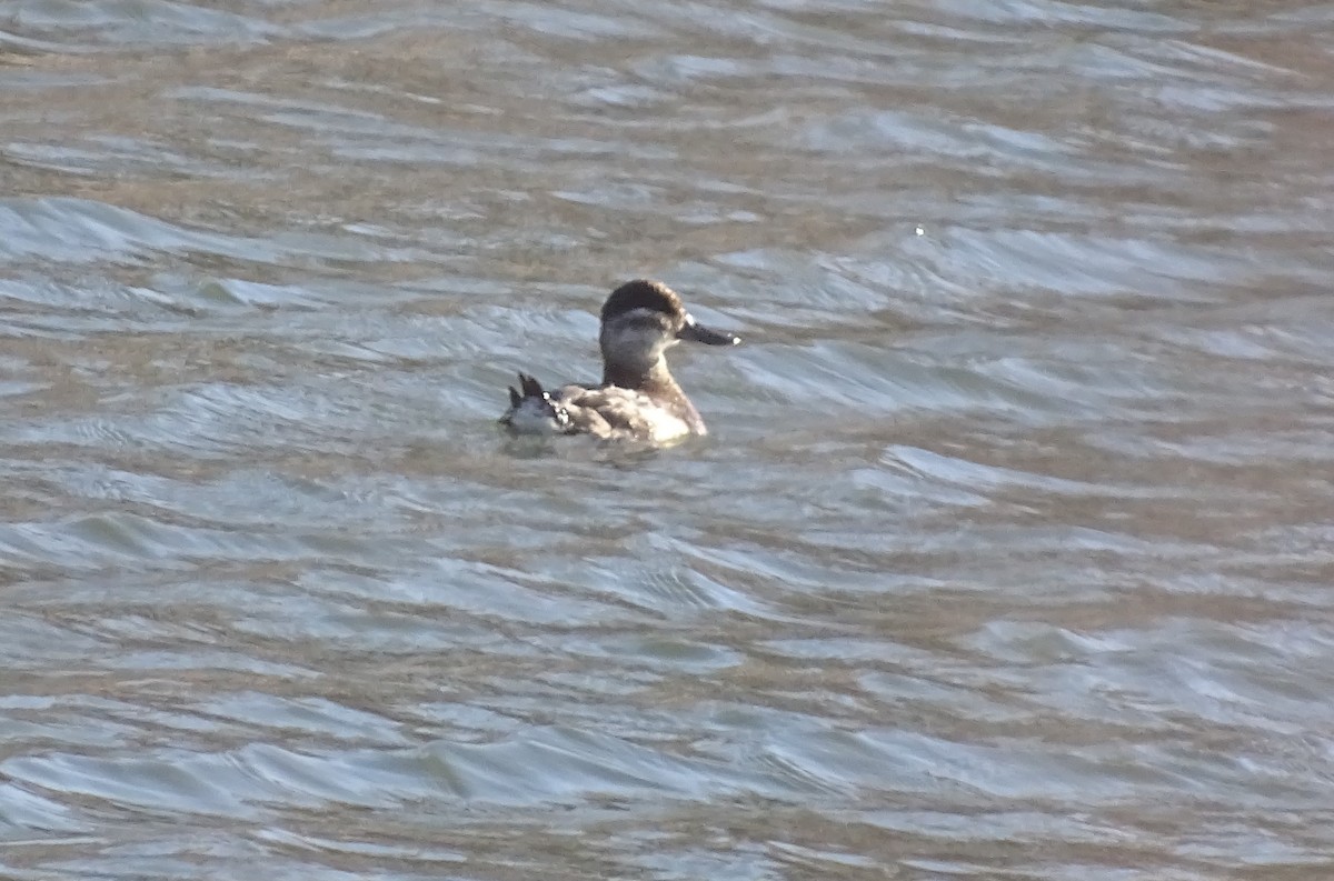 Ruddy Duck - ML559865601