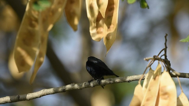 Purple Sunbird - ML559865861