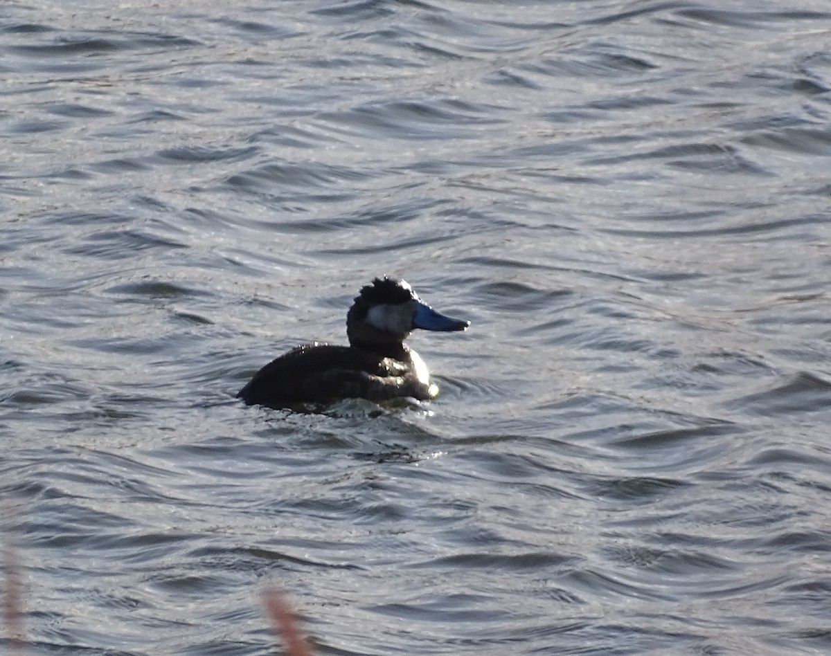 Ruddy Duck - ML559865961