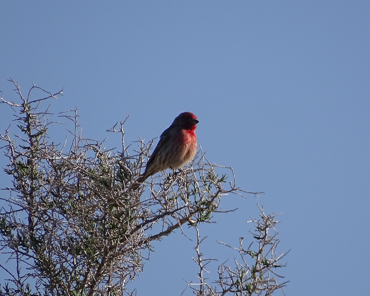 House Finch - ML559866031