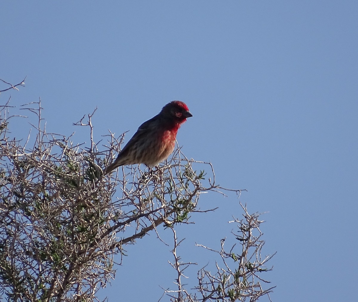 House Finch - ML559866211