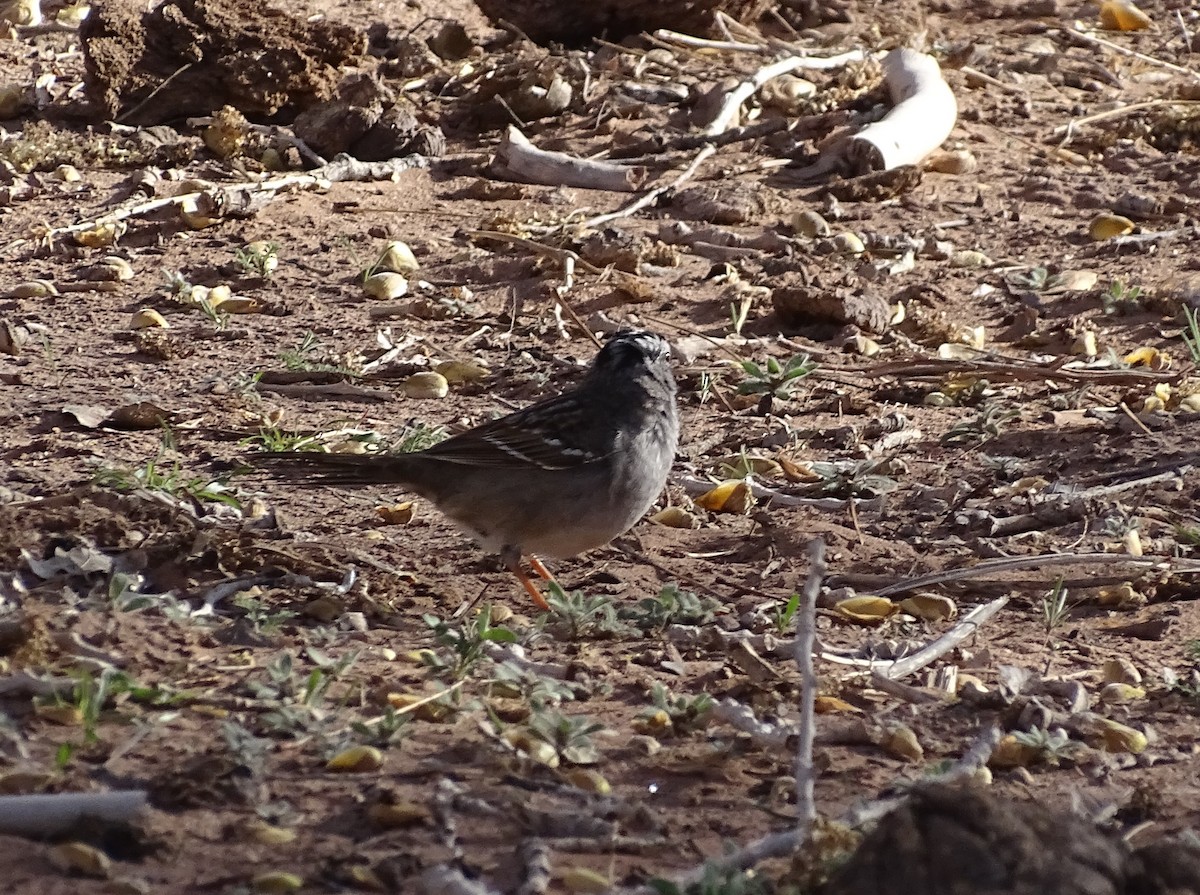 White-crowned Sparrow - ML559866371