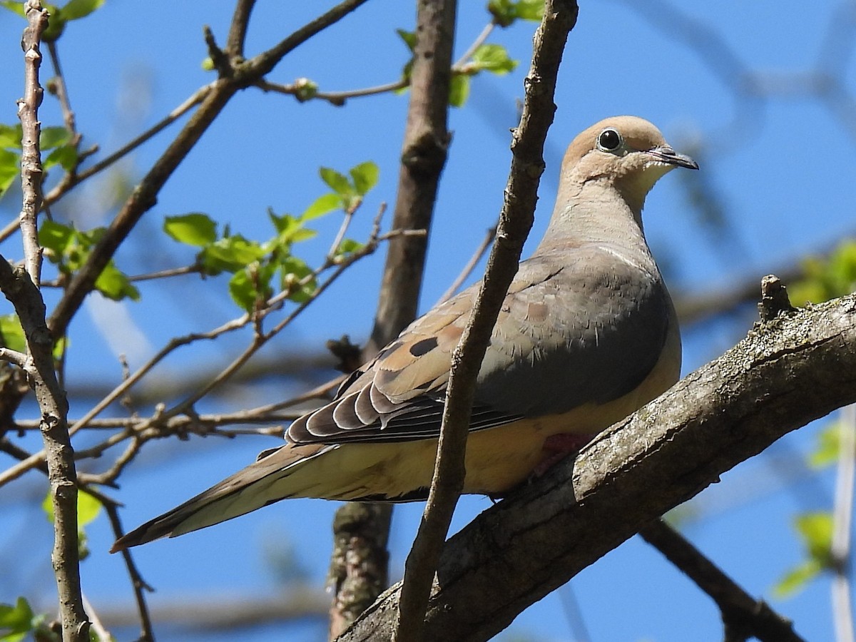 Mourning Dove - ML559868661