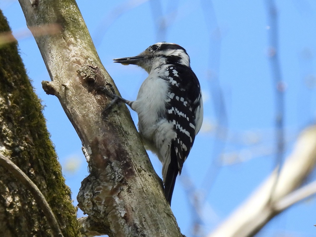 Hairy Woodpecker - ML559868941