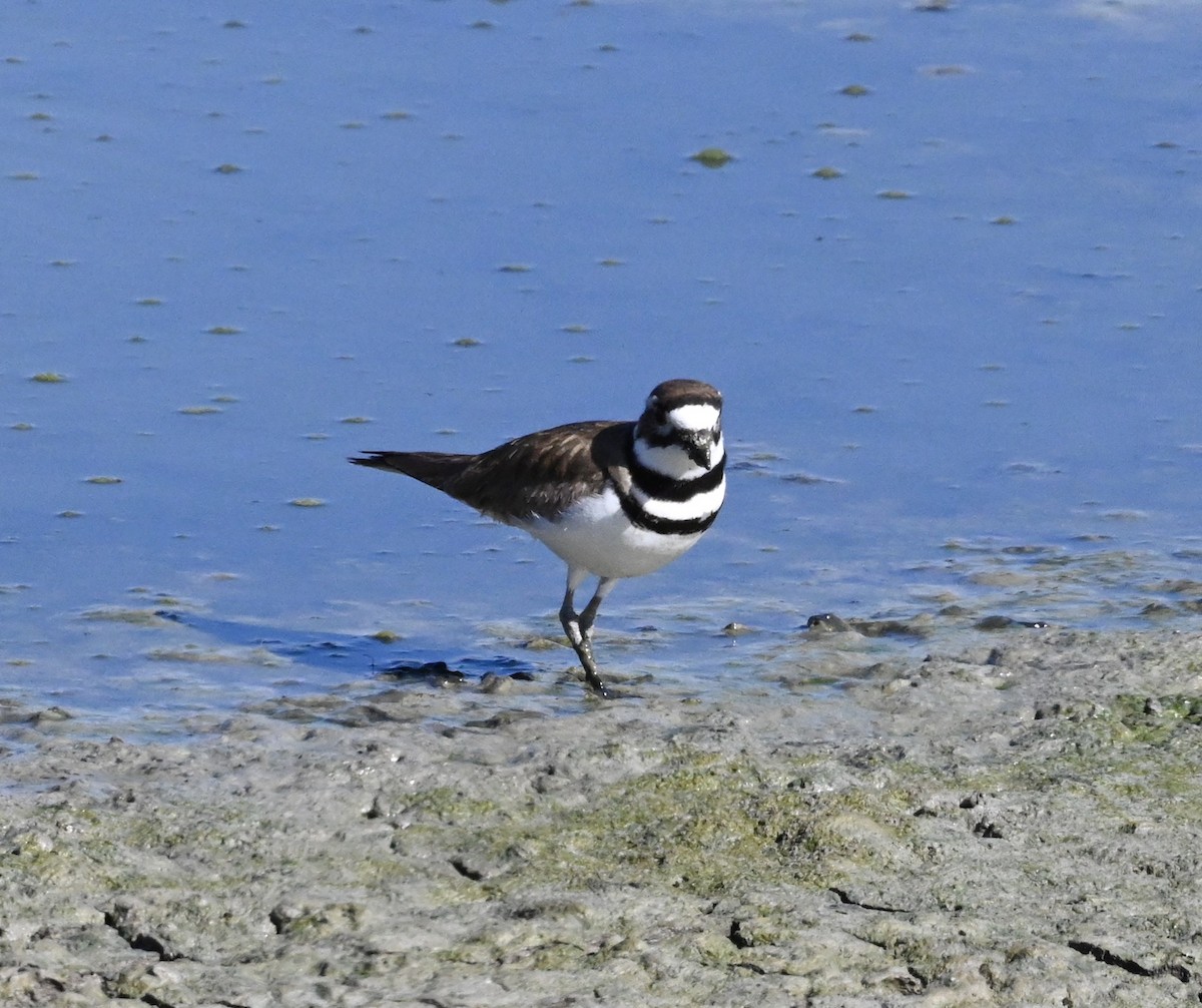 Killdeer - ML559869661