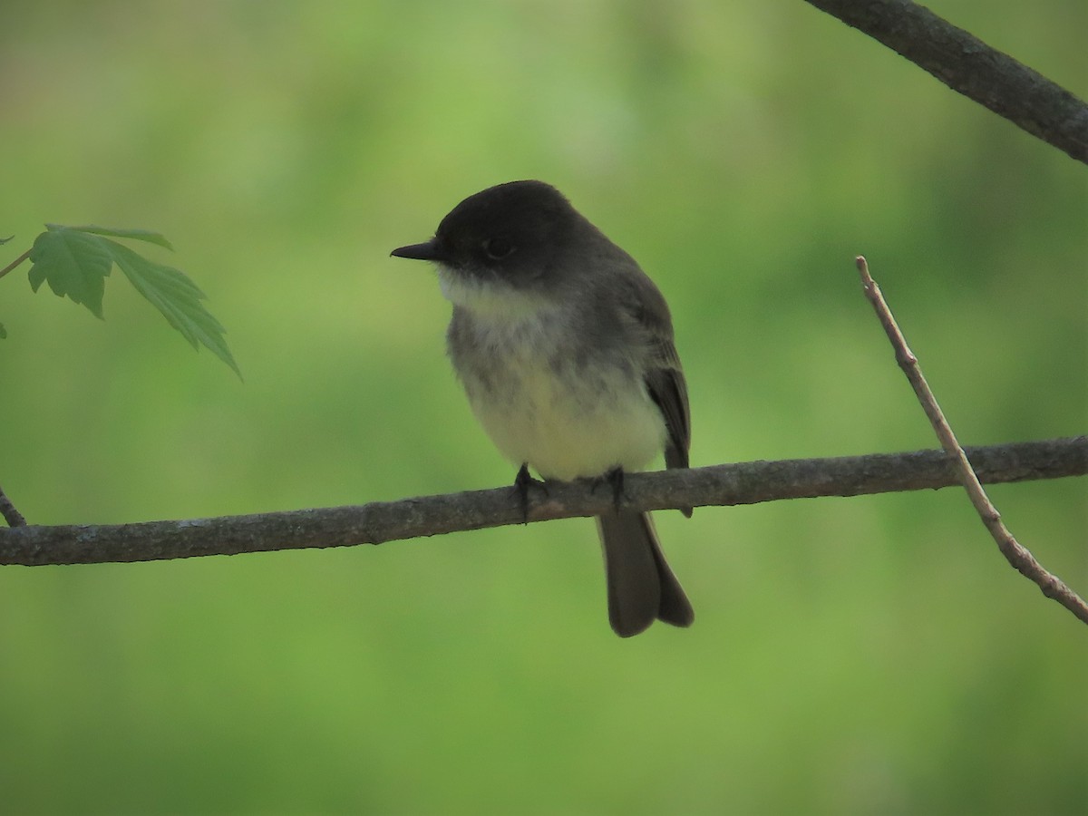 Eastern Phoebe - ML559869971