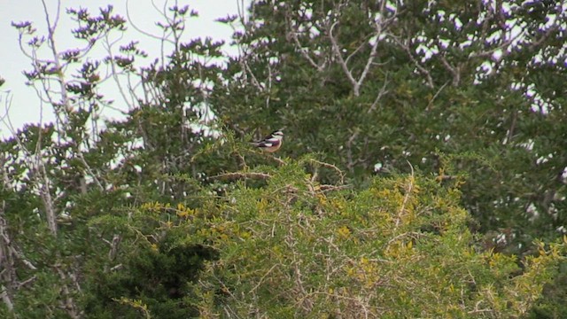 Masked Shrike - ML559871731