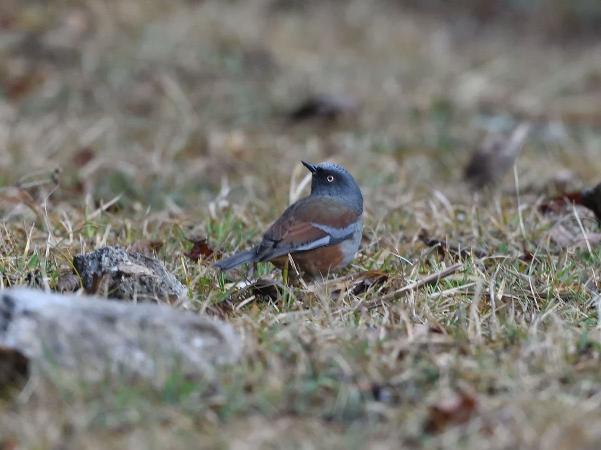 Maroon-backed Accentor - ML559871951