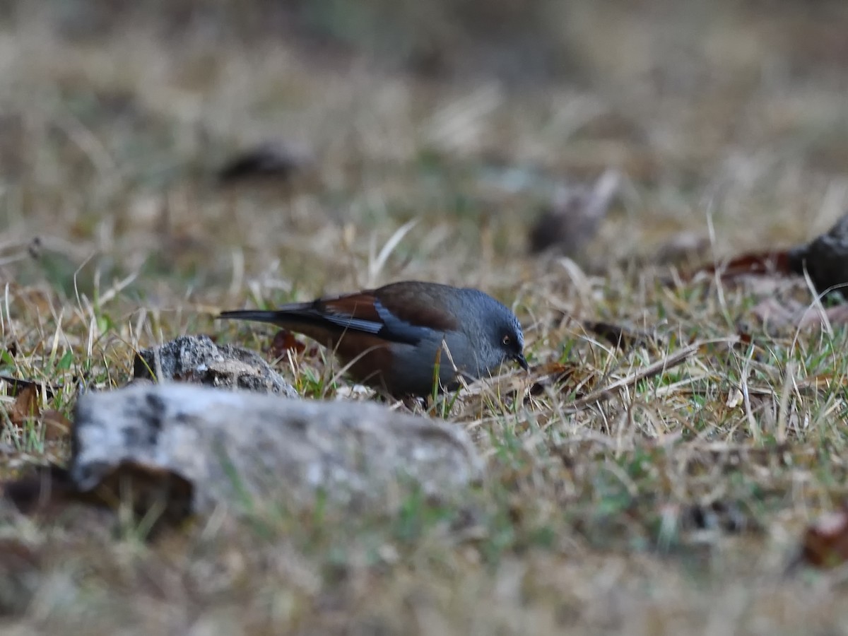 Maroon-backed Accentor - ML559871961