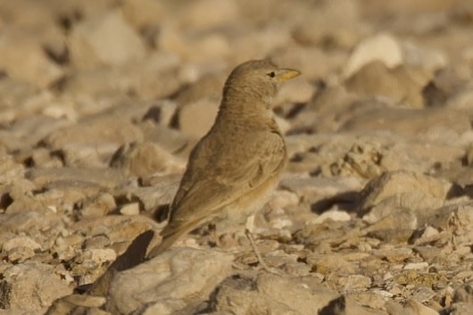 Desert Lark - ML559872471