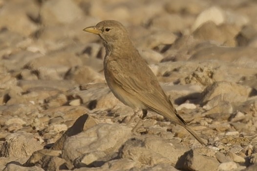 Desert Lark - ML559872481