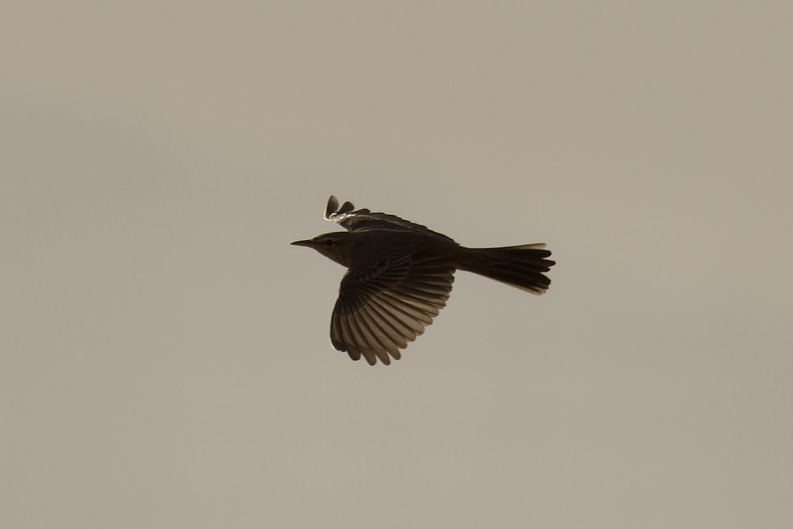 Long-billed Pipit - ML559872541