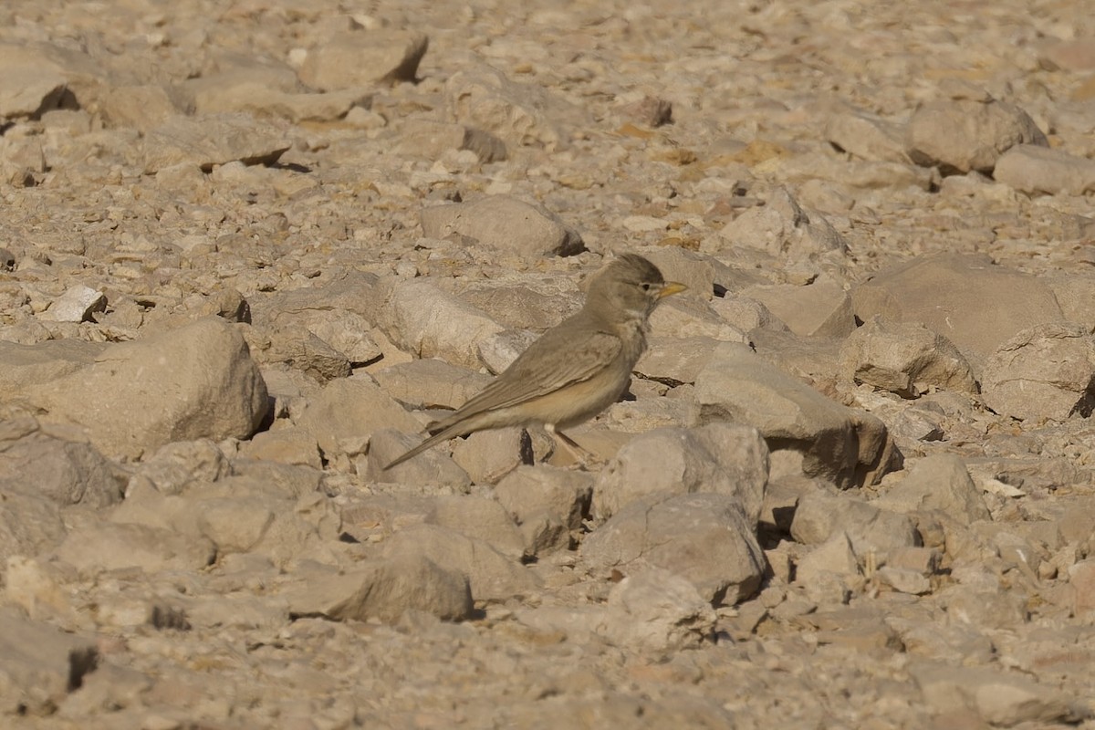 Desert Lark - ML559872581