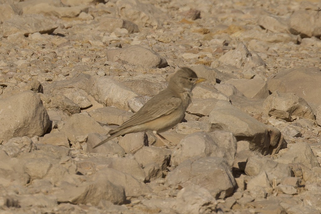 Desert Lark - ML559872591