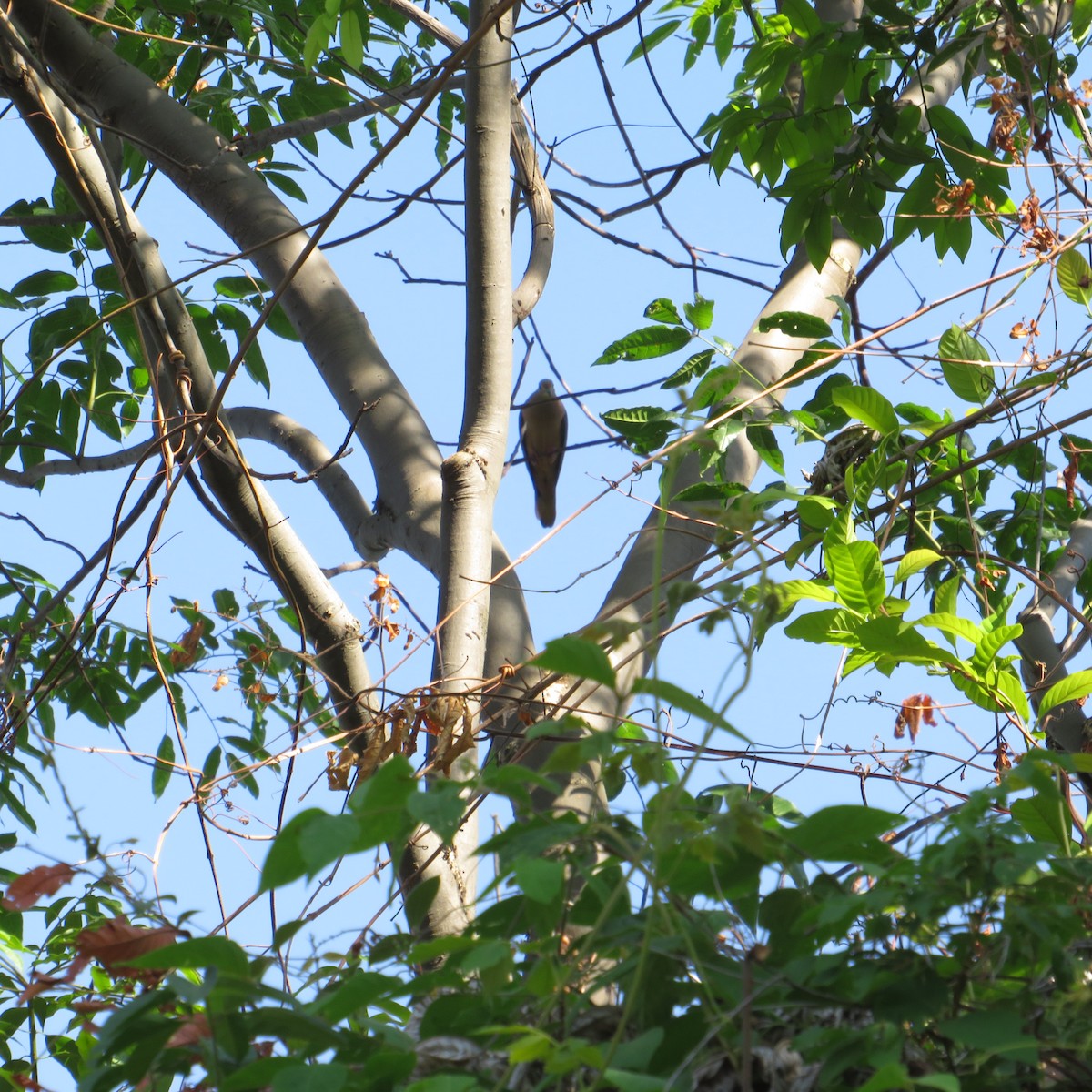 Eared Dove - ML559872621