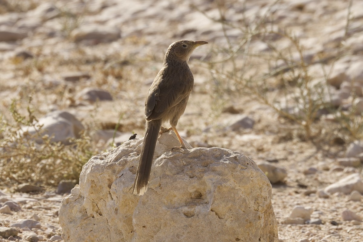 Arabian Babbler - ML559872681