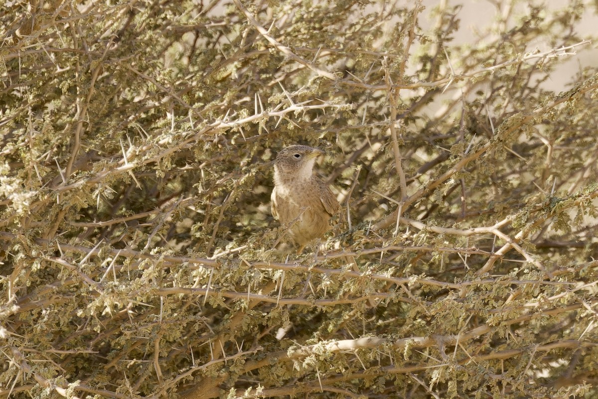 Arabian Babbler - ML559872691