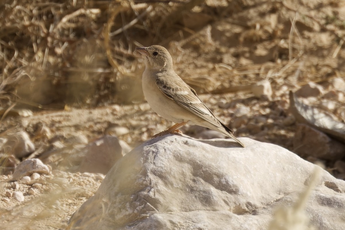 Pale Rockfinch - ML559872761