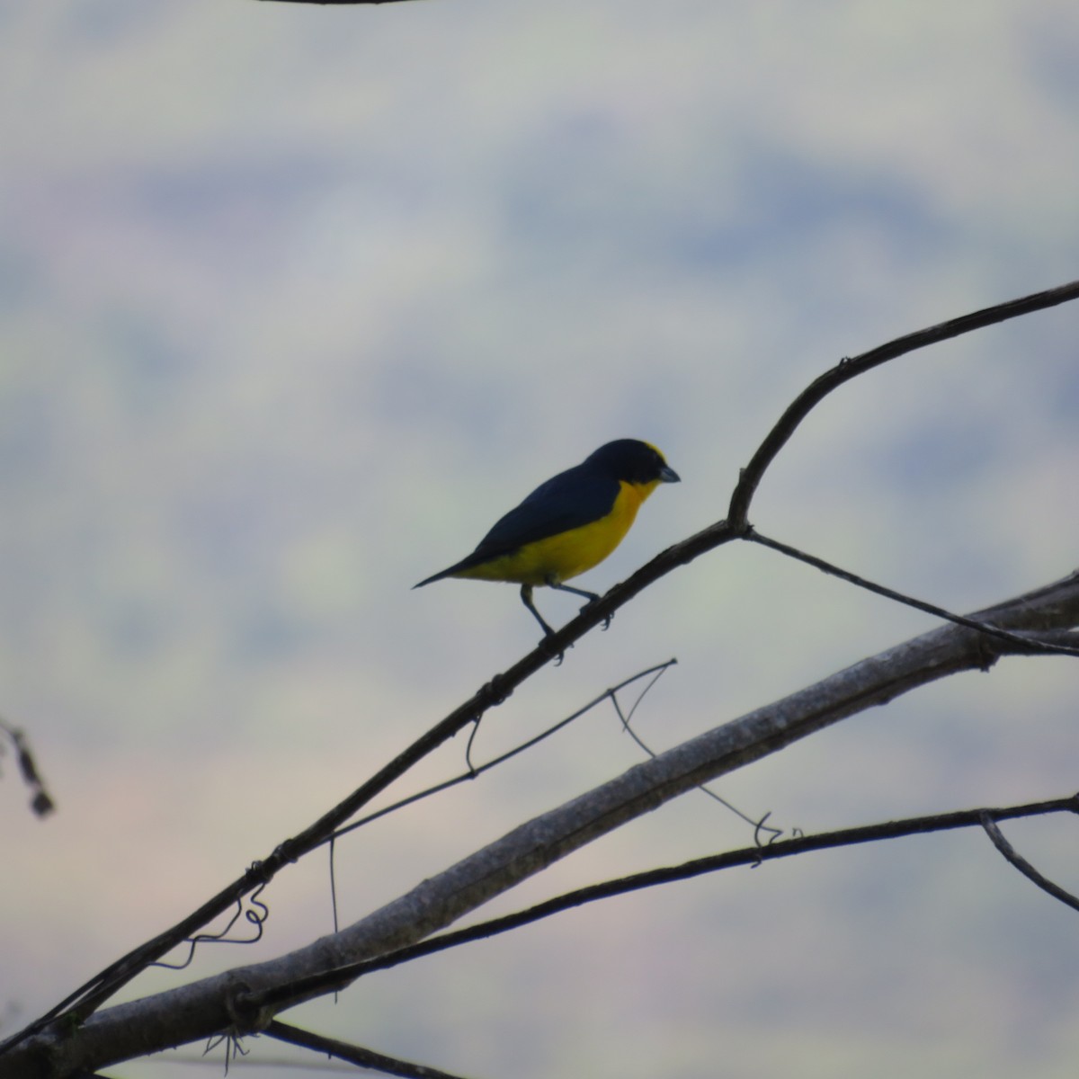 Thick-billed Euphonia - Vicente Amado Gavidia Medina