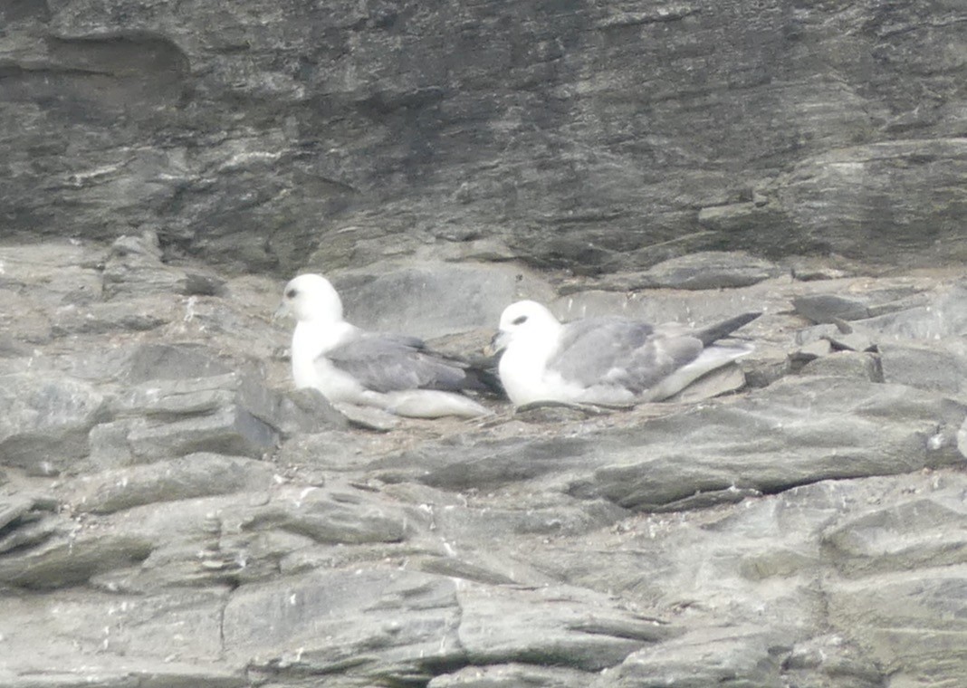 Northern Fulmar - Steve Clark