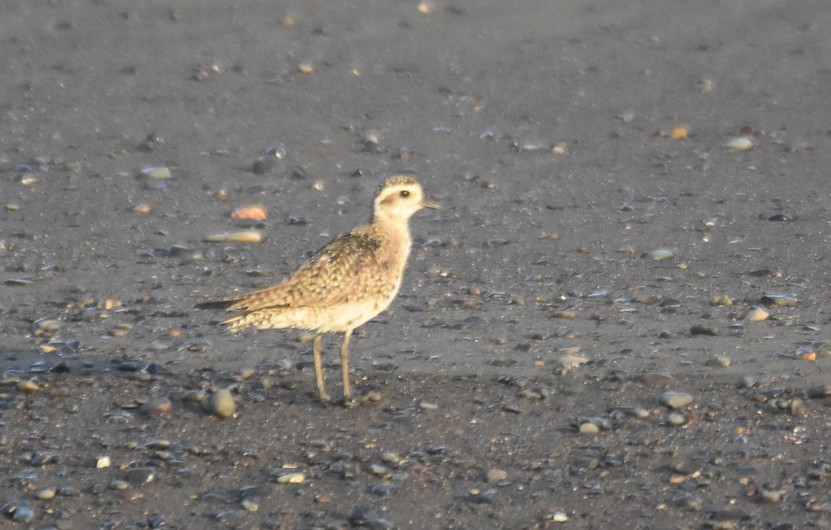 American Golden-Plover - ML559875511