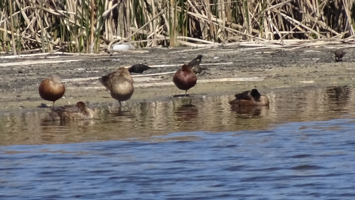 Black-headed Duck - ML559876181