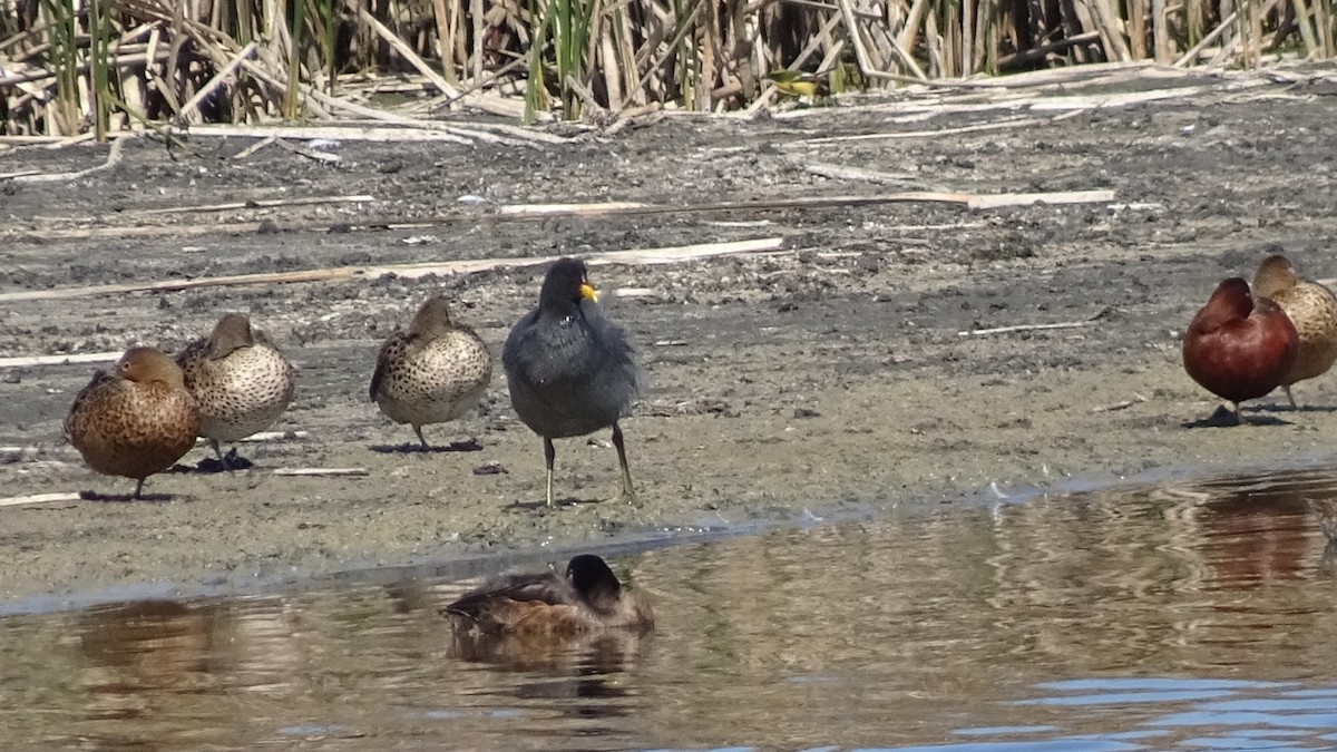 Black-headed Duck - ML559876191