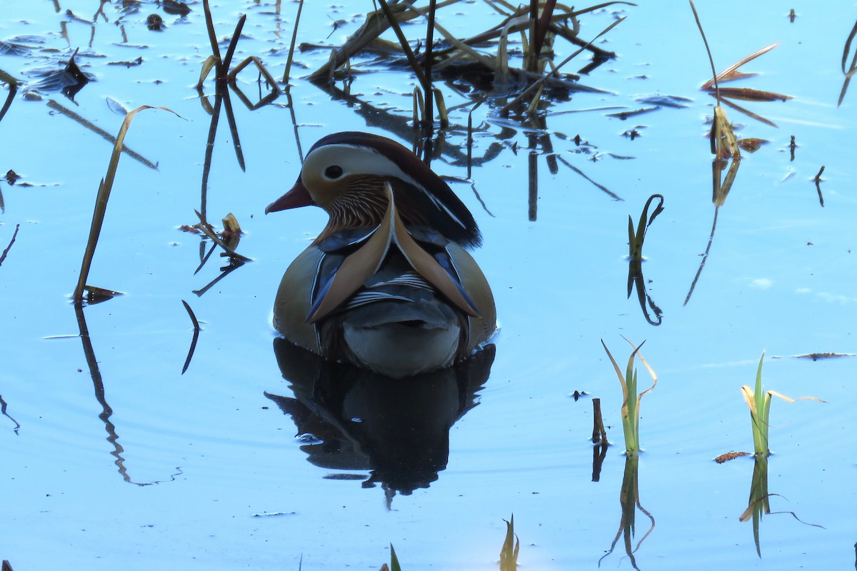 Mandarin Duck - ML559876941