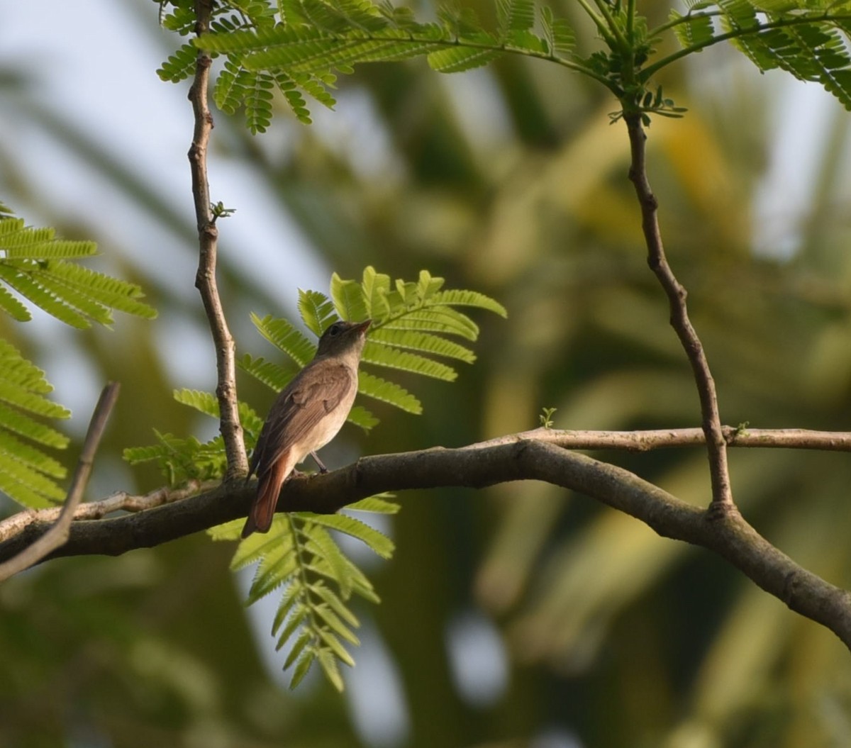 Rusty-tailed Flycatcher - ML559877491