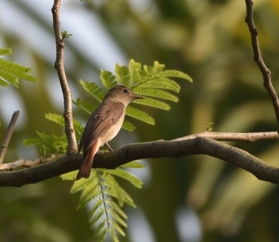 Rusty-tailed Flycatcher - Shalini Iyengar