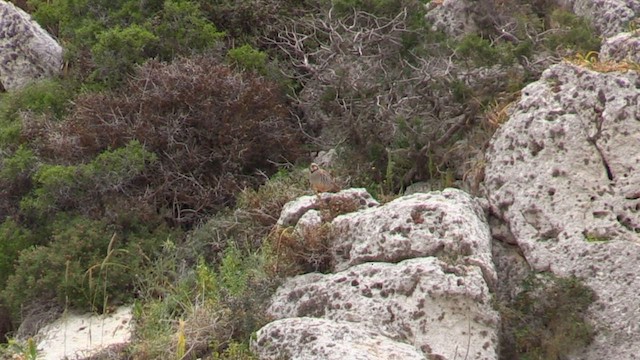 חוגלת סלעים - ML559877831