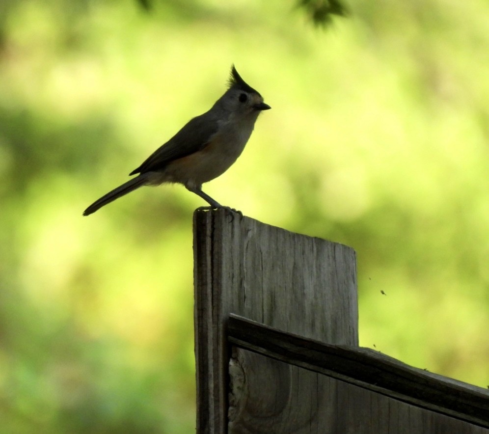 Black-crested Titmouse - ML559878691